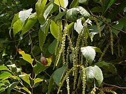 Image result for Allophylus pseudopaniculatus