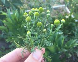 How long does weed tea take to kick in? Foraging For Pineapple Weed Wild Chamomile Pineapple Weed Tea
