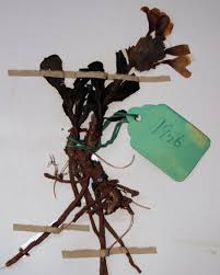 Image result for Crossandra pyrophila