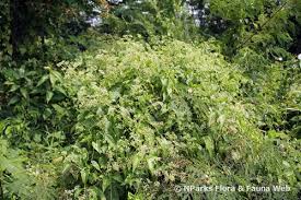 Image result for Mikaniopsis