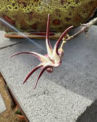 Image result for Ceropegia breviflora