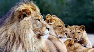 Lion In 2021 Lion Family Lion Artwork Lion