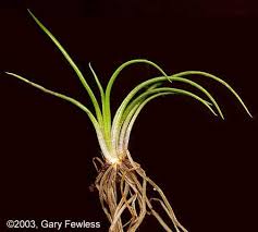 Image result for Isoetes schweinfurthii