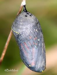 We did not find results for: The Children S Butterfly Site