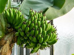 Aktuell über 135.000 angebote für gebrauchte möbel. So Gelingt Die Bananenpflanzen Pflege Im Garten Oder Wintergarten