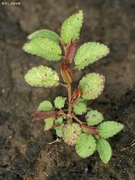 Image result for Corchorus aestuans