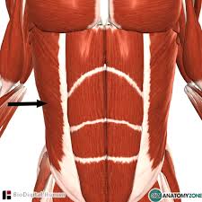 But abs are something i can do. External Abdominal Oblique Muscle Anatomyzone