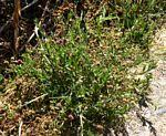 Image result for Sphaeranthus gazaensis
