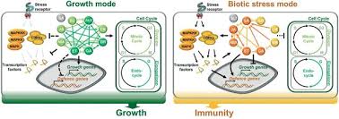 Feb 23, 2018 · author summary plant roots are colonized by complex communities of bacterial and archaeal microbiota from the soil, with the potential to affect plant nutrition and fitness. Hormone Activities And The Cell Cycle Machinery In Immunity Triggered Growth Inhibition Abstract Europe Pmc