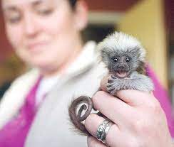 Albino Pygmy Marmoset Cute Animals Animals Beautiful Cute Baby Animals