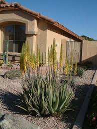 Plant Photo Of Aloe Vera How To Attract Hummingbirds Plants Aloe Vera