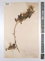 Image result for Searsia natalensis