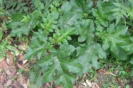 Image result for Solanum capsicoides