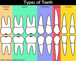 Human Tooth Structure For Kids Types Of Teeth Structure