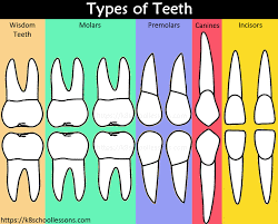 human tooth structure for kids types of teeth structure