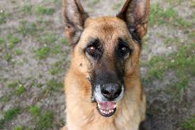 Wenn sie auf der suche nach einem neuen hund sind sollten sie über die möglichkeit nachdenken einen hund aus dem tierheim in berlin zu holen: Hundevermittlung Tierschutzliga Stiftung
