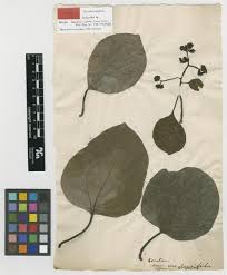 Image result for Cordia goetzei