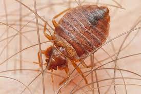 Our orange pest control company looks forward to assisting you with your pest control treatment service in orange, north carolina. Bed Bug Control Irvine Ca Malang Pest Control