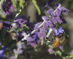 pollen chart assists in identifying bloom dates pollen color