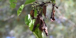 By david marks pear trees are generally easier to click here for lots more expert information on identifying and treating fire blight on pear trees. Fire Blight Epidemic Blackens Flowering Pears Arborilogical