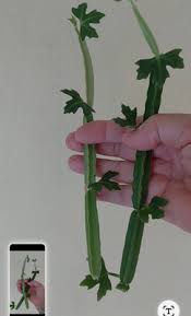 Image result for Cissus crusei