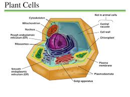 It is a cell organell found in both animal and plant cells. Ppt Plant Cells Powerpoint Presentation Free Download Id 2349840