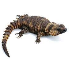 We World English Armadillo Girdled Lizard South African Endemic Reptile Lizards For Sale Lizard Armadillo Lizard