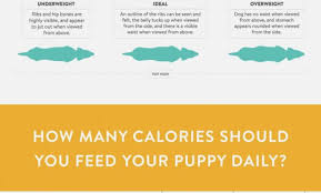 particular english mastiff puppy weight chart diet chart of