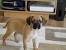 Full Grown Pugalier Dog