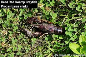 Check spelling or type a new query. A Non Native Crayfish In Southwest Ohio Bygl