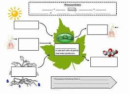 Photosynthesis Diagrams Worksheet Answers Beautiful Synthesis Diagrams Wo In 2020 Photosynthesis And Cellular Respiration Photosynthesis Worksheet Cellular Respiration