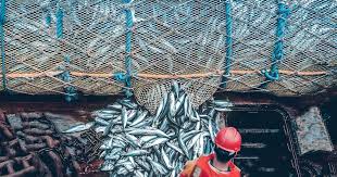Maybe you would like to learn more about one of these? Gone Fishing Council On Foreign Relations