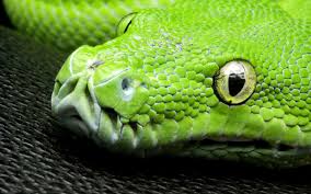 Check out amazing snake_eyes artwork on deviantart. Desktop Wallpapers Snakes Eyes Closeup Animals 1920x1200