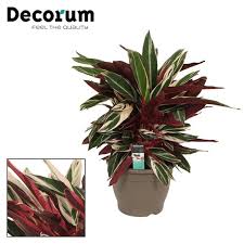 Calathea 32cm Triostar Decorum Bloemplanten Calathea
