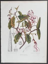 Image result for Strophanthus kombe