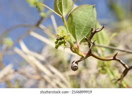 Image result for Smilacaceae