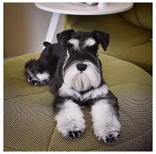 Breeding them down to a smaller size has created some common potential health issues. Black White Miniature Schnauzer