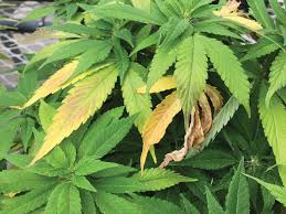 If you see brown spots on leaves it is likely caused by a fungal infection. Yellowing Leaves Cannabis Business Times