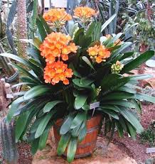The Little Clivia Miniata Bush Lily Is Stunning Indoors Or Outdoors They Are Simple To Grow And Associated With Sagitt Plants Planting Flowers Trees To Plant