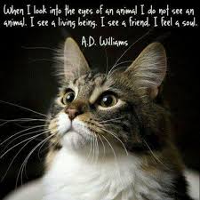 When I Look Into The Eyes Of An Animal Quote Pin By Angie Spencer On Great Thoughts Cats Crazy Cats Cat Quotes
