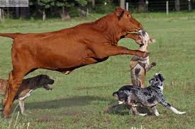 Hangin' tree cowdogs has 8,751 members. Viewing A Thread Cow Dog For Brushing Out Cows