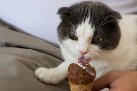 This relief comes about most commonly in the form of hairballs because they lack the proper enzymes to digest it, cats who eat grass will then vomit that grass, along with the hair and/or other indigestible items. Can Cats Eat Chocolate Or Anything Chocolate Oakland Veterinary Referral Services