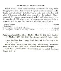 Image result for Arthraxon lancifolius