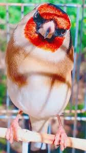 La Star Du Chant D Oiseaux نجم الطيور المغردة Le Chardonneret Le Plus Beau Oiseau الحسون أجمل طير ماشاء الله H Colorful Birds Birds Animals