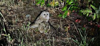 GOOD DEED, NOT GOOD ENOUGH? A woman says she was stunned when she stepped  onto her back deck and found an owl standing over a baby fox, its wings  slightly spread as