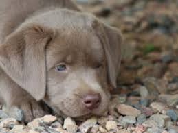 6 Best Labrador Retriever Breeders In Wisconsin 2022 We Love Doodles