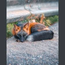 You are all watching the movie bohemian rhapsody online free live broadcast at 123movies, fmovies and putlocker. Brian Walker On Twitter Watch Bohemian Rhapsody For Free On Putlocker Https T Co Bce7kuzbdp