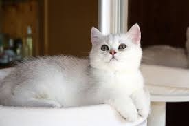 Make a play on names. Popular Cat Names For Female Cats Starting With The Letter S Latin Sunray