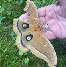Amazon advertising find, attract, and Polyphemus Moths And Their Life Cycles