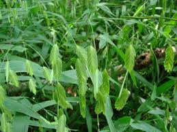 Image result for Chasmanthium latifolium